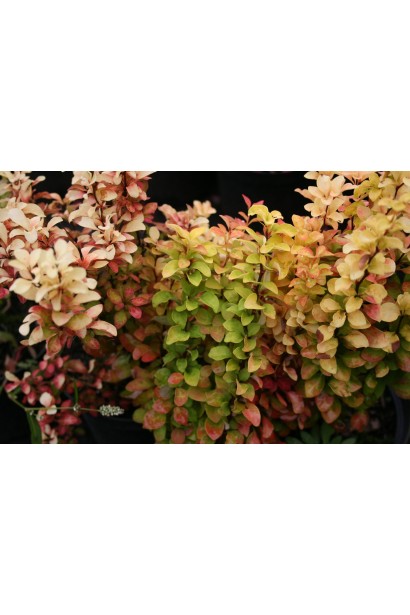 Осінній барбарис Тунберга Саммер Сансет з яскравим кольором.